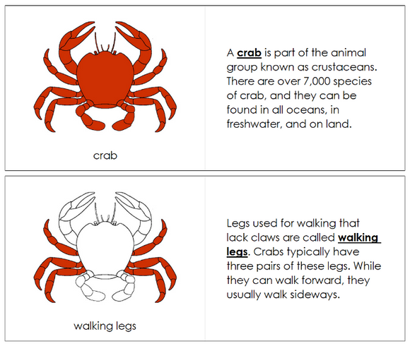 Parts of a Crab Nomenclature Book (red) - Montessori Print Shop Digital Download 