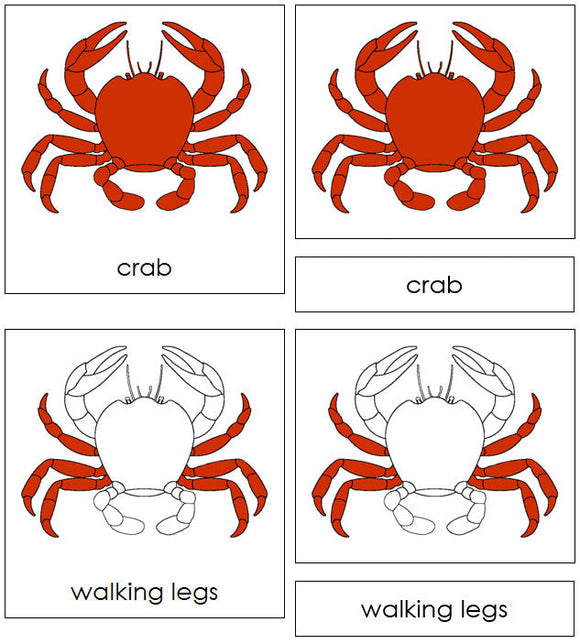 Parts of a Crab Nomenclature 3-Part Cards - Montessori Print Shop