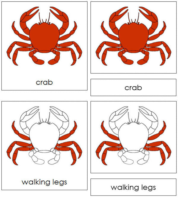 Parts of a Crab 3-Part Nomenclature Cards - Montessori Print Shop Digital Download 