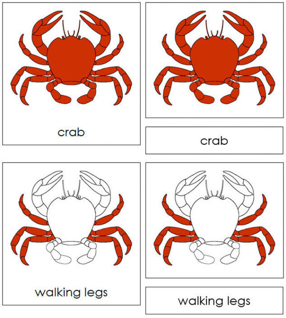 Parts of a Crab 3-Part Nomenclature Cards - Montessori Print Shop Digital Download