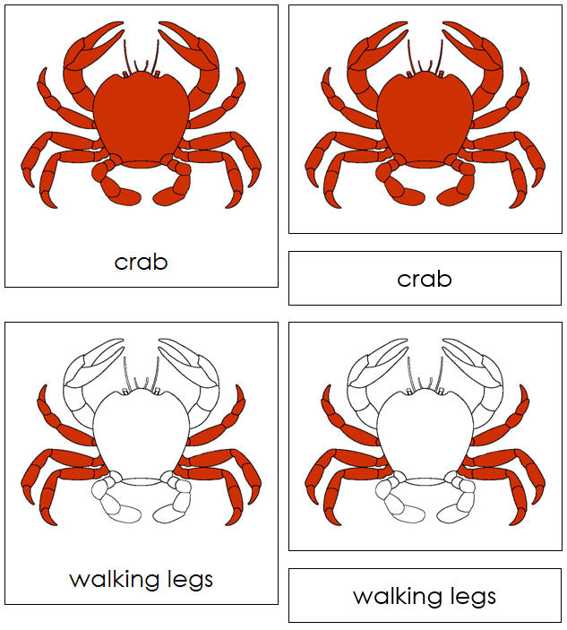 Parts of the Crab Nomenclature 3-Part Cards by Montessori Print Shop
