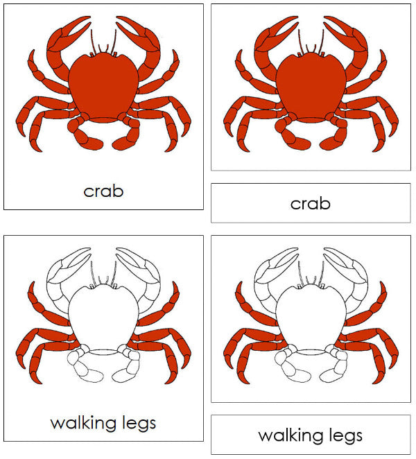 Parts of a Crab 3-Part Nomenclature Cards - Montessori Print Shop Digital Download 