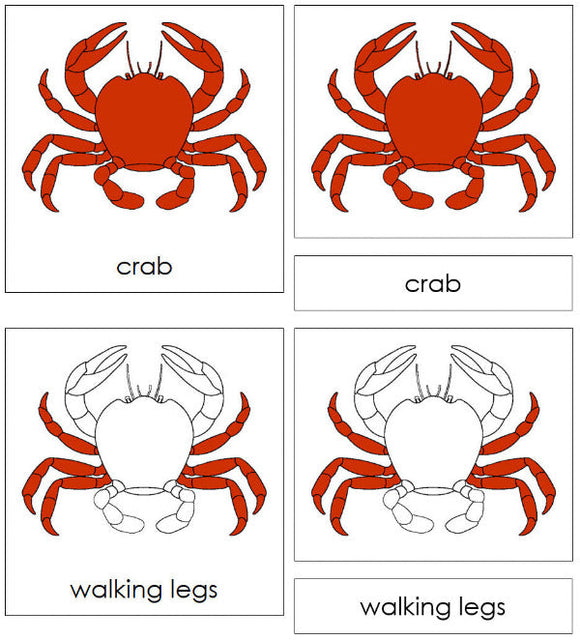 Parts of a Crab Nomenclature Cards - Montessori Print Shop Digital Download 
