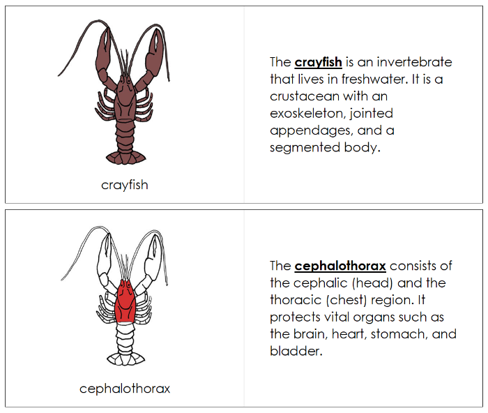 Crayfish Nomenclature Book (red) by Montessori Print Shop Digital Download