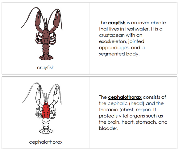 Crayfish Nomenclature Book (red) by Montessori Print Shop Digital Download
