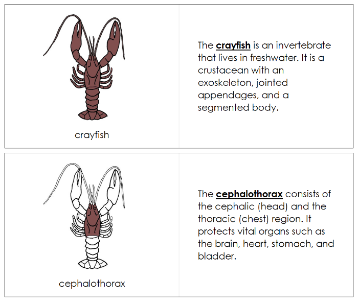 Parts of a Crayfish Nomenclature Book - Montessori Print Shop Digital Download