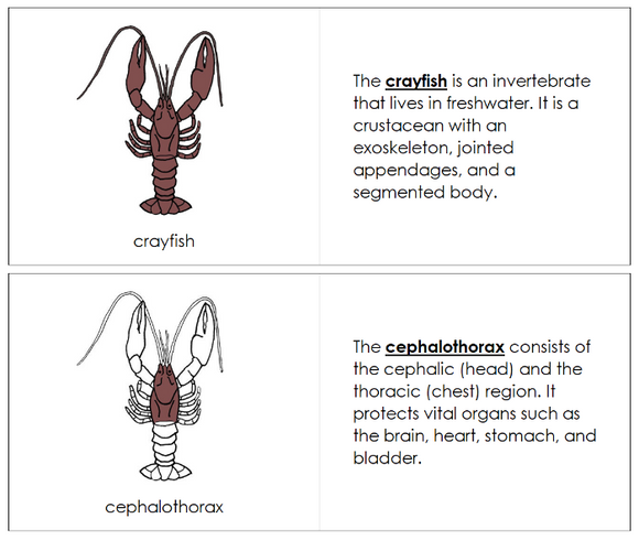 Parts of a Crayfish Nomenclature Book - Montessori Print Shop Digital Download