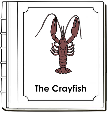 Parts of a Crayfish Nomenclature Book - Montessori Print Shop Digital Download