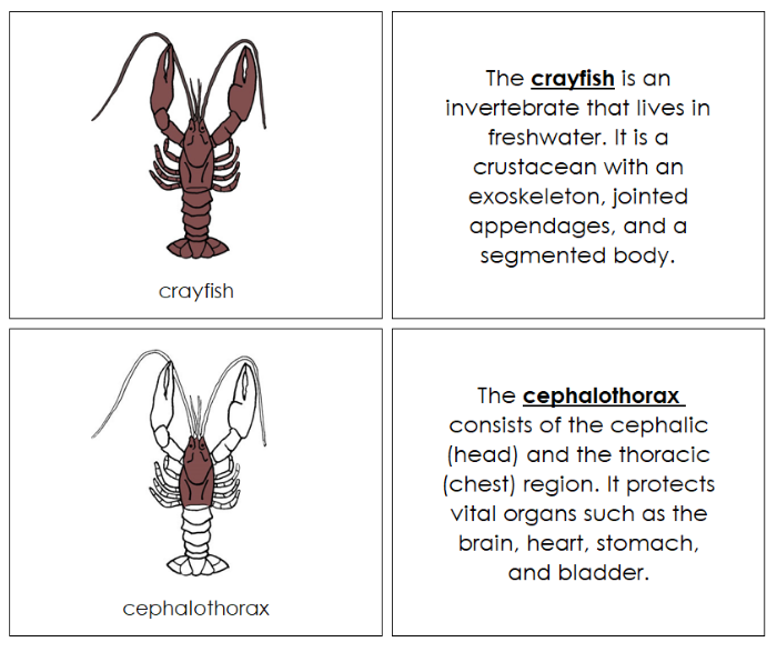 Parts of a Crayfish Nomenclature Book - Montessori Print Shop Digital Download