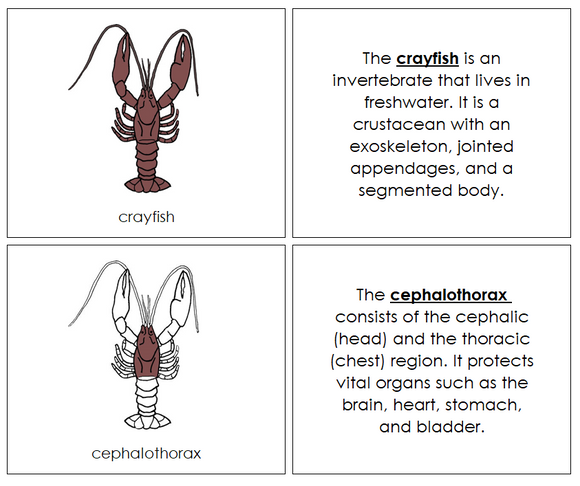 Crayfish Nomenclature - Book