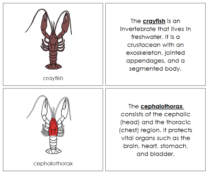 Crayfish Nomenclature Book (red) by Montessoeri Print Shop