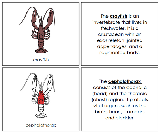 Crayfish Nomenclature Book (red) - Montessoeri Print Shop