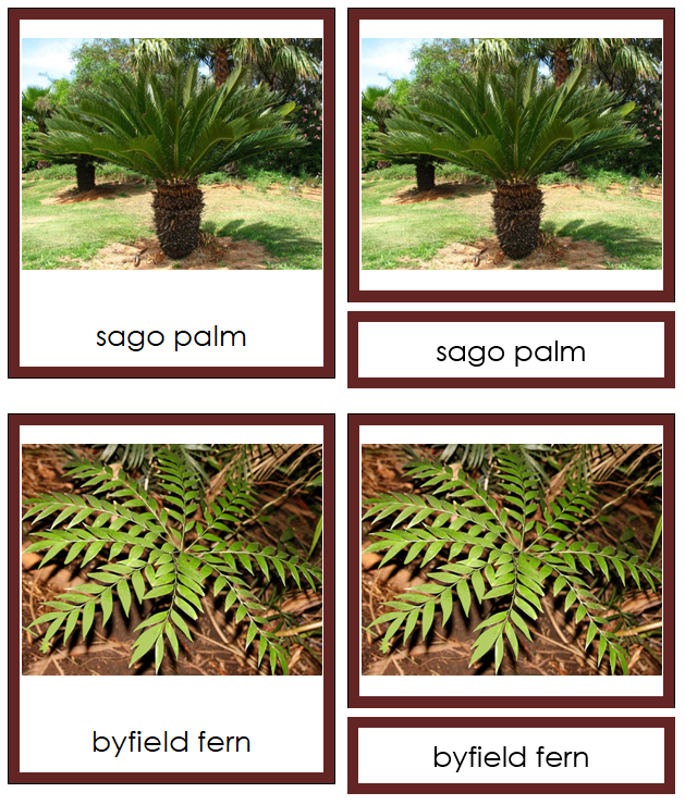 Cycadophyta Plants - Montessori Print Shop Digital Download