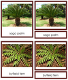 8 types of Cycadophyta (cycads) - Montessori Print Shop