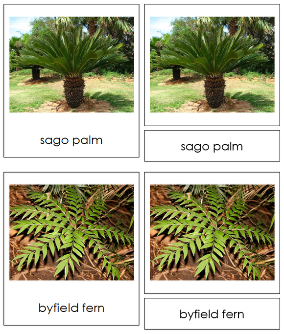 Division Cycadophyta - Montessori Plant Kingdom