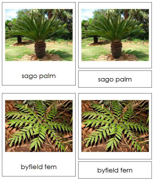 Cycadophuta Cards - Montessori Print Shop Digital Download