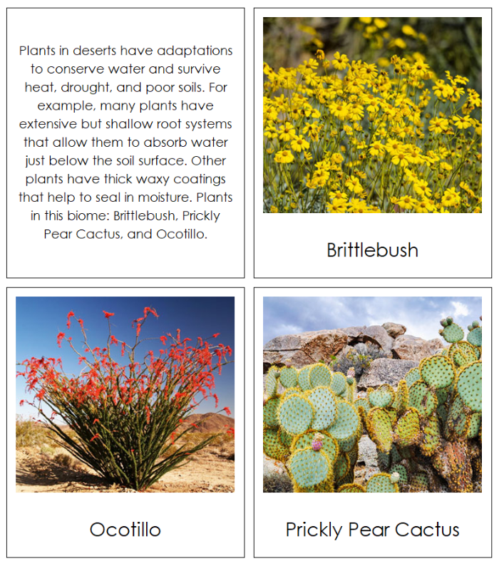 The Nine Biomes of the World Information, Cards, Chart, and Map - Montessori Print Shop Digital Download