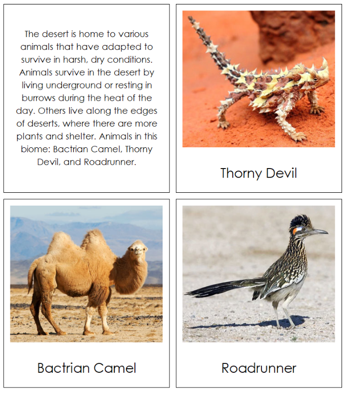 The Nine Biomes of the World Information, Cards, Chart, and Map - Montessori Print Shop Digital Download