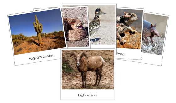 Desert Safari Toob Cards - Montessori Print Shop Digital Download