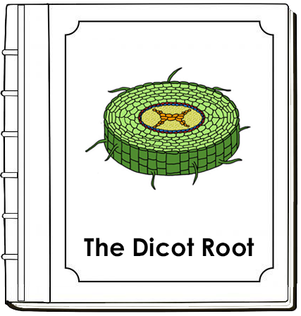 Parts of a Dicot Root Nomenclature Book - Montessori Print Shop Digital Download