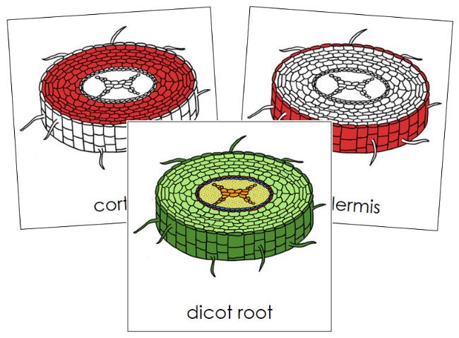 Dicot Root Nomenclature Cards (red) - Montessori Print Shop Digital Download