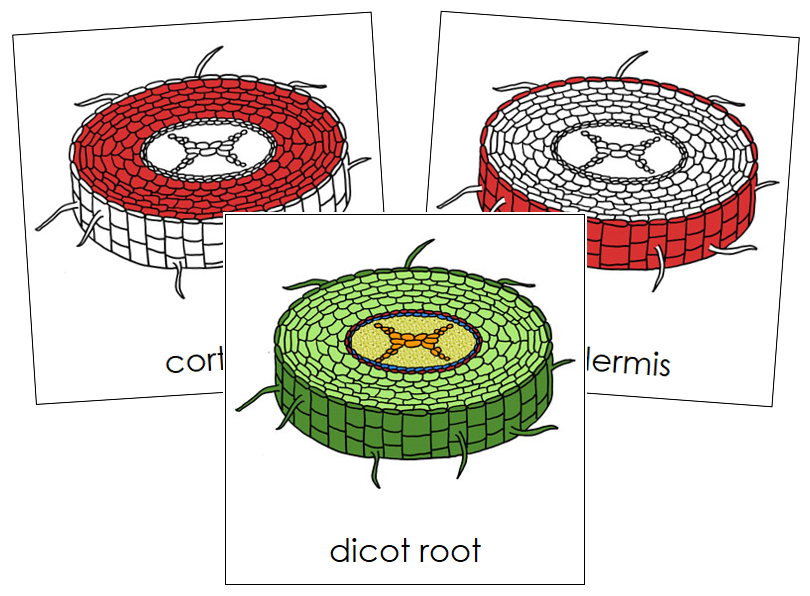 Dicot Root Nomenclature Cards (red) - Montessori Print Shop