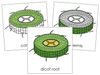 Dicot Root Nomenclature Cards - Montessori Print Shop