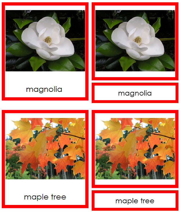 8 types of Dicotyledon (dicots) - Montessori Print Shop Digital Download