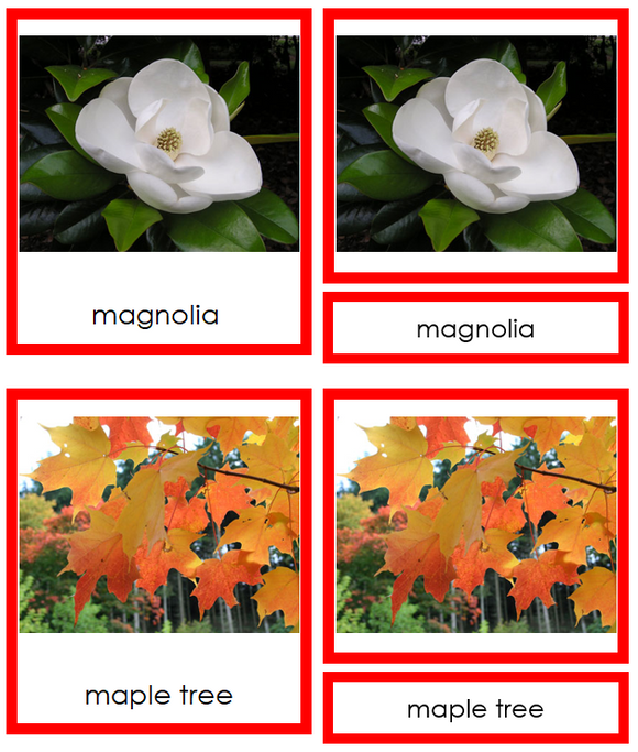 Division Dicotyledon Cards - Montessori Print Shop