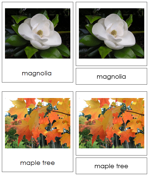 Dicotyledon Cards - Montessori Print Shop Digital Download