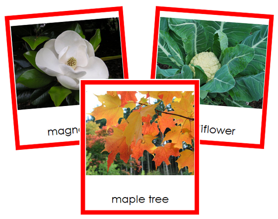Division Dicotyledon Cards - Montessori Print Shop Digital Download