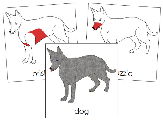 Dog Nomenclature Cards (red) - Montessori Print Shop Digital Download