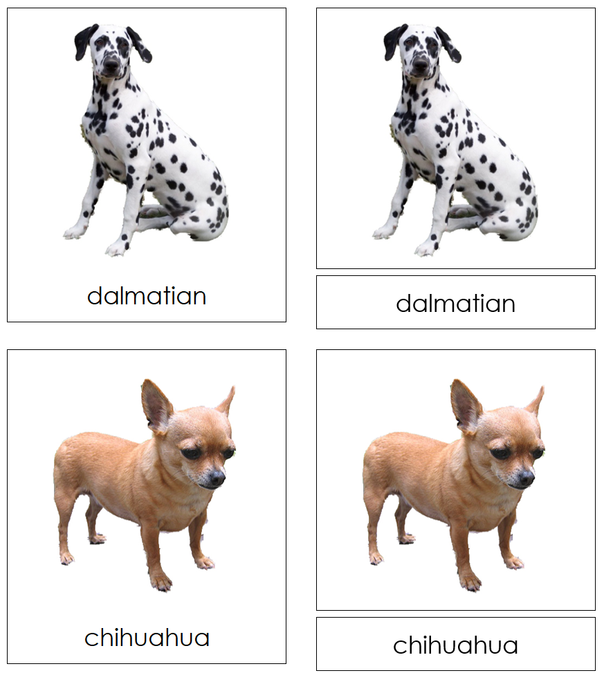 Types of Dogs 3-Part Cards - Montessori Print Shop Digital Download