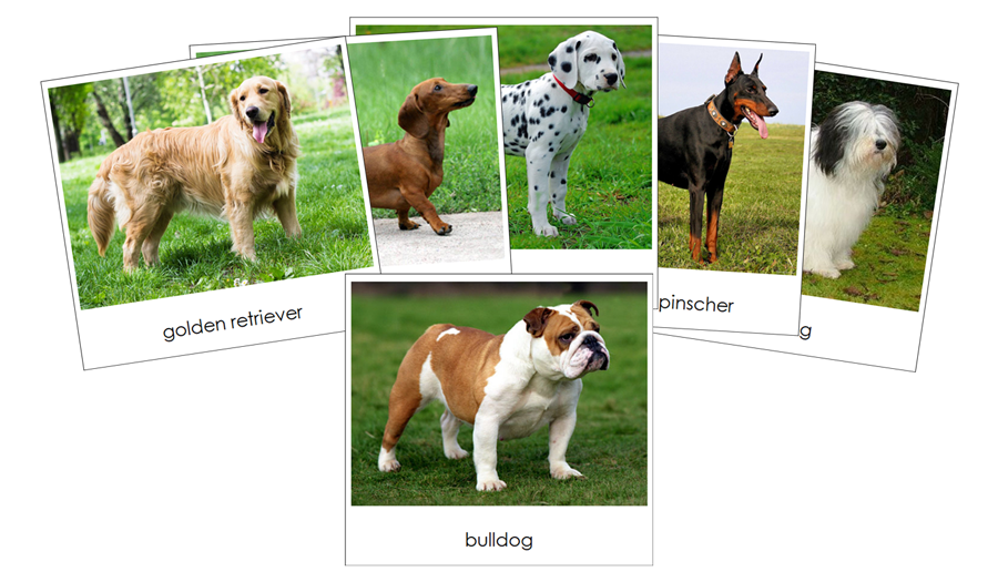 Dogs Safari Toob Cards - Montessori Print Shop Digital Download
