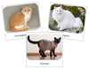 Domestic Cats Safari Toob Cards - Montessori Print Shop