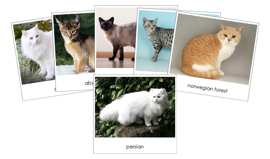Domestic Cats - Safari Toob Cards - Montessori Print Shop Digital Download