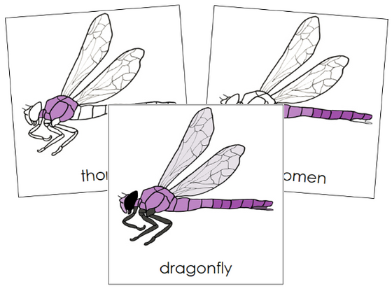 Parts of a Dragonfly 3-Part Nomenclature Cards - Montessori Print Shop Digital Download