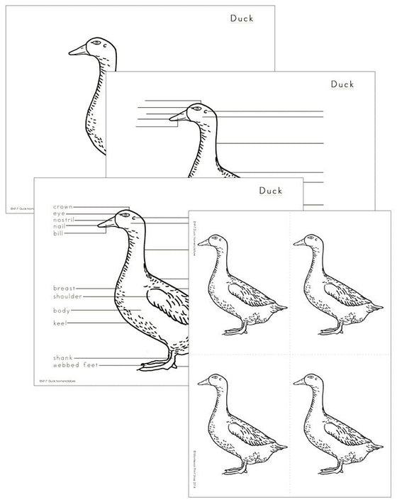 Elementary Duck Nomenclature - Montessori Print Shop Digital Download
