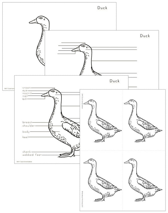 Elementary Duck Nomenclature - Montessori Print Shop Digital Download