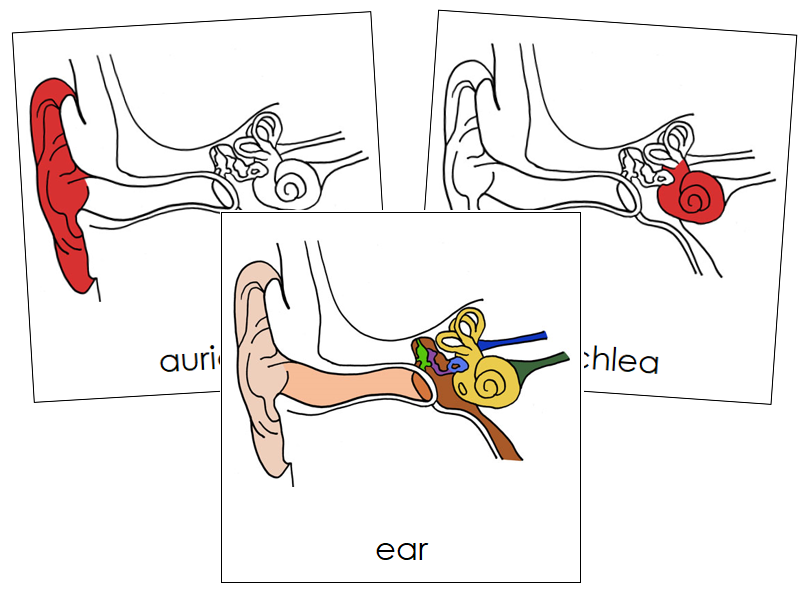 Ear Nomenclature Cards (red) - Montessori Print Shop Digital Download