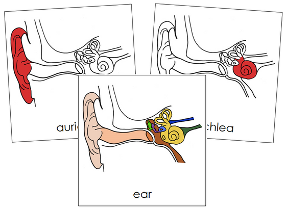 Ear Nomenclature Cards (red) - Montessori Print Shop