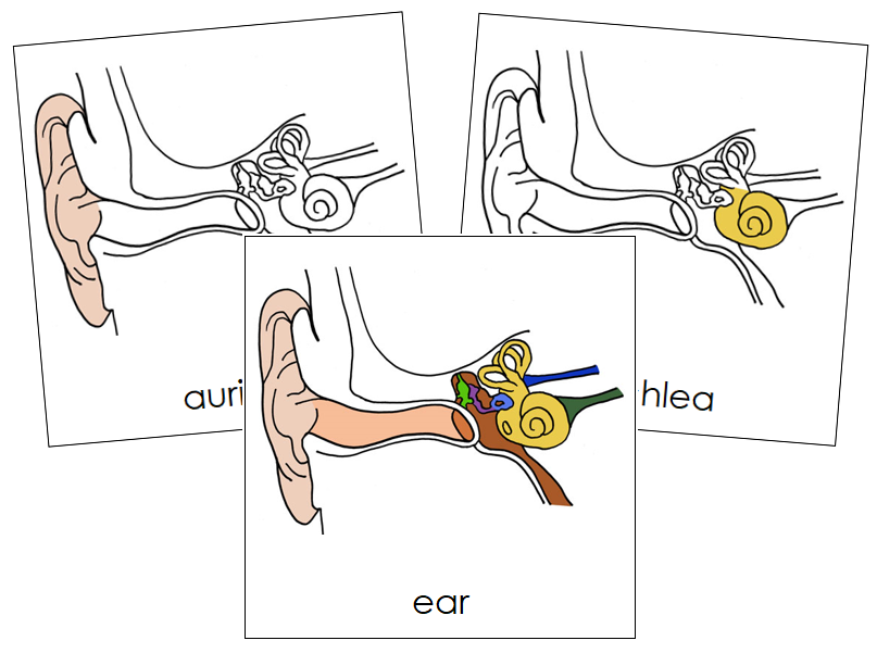 Parts of a Human Ear Nomenclature Cards - Montessori Print Shop Digital Download