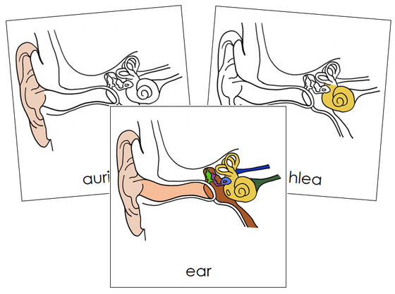 Ear Nomenclature Cards - Montessori Print Shop