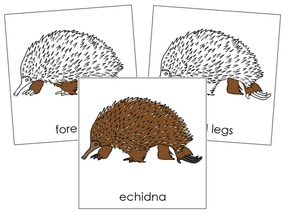 Echidna Nomenclature Cards - Montessori Print Shop