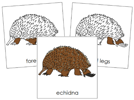 Parts of an Echidna 3-Part  Nomenclature Cards - Montessori Print Shop Digital Download