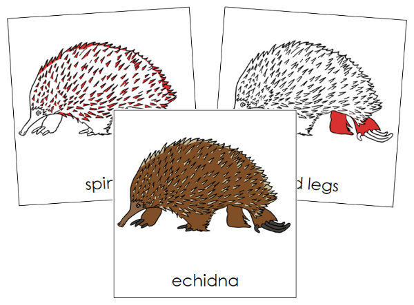 Parts of a Echidna Nomenclature Cards (red) - Montessori Print Shop Digital Download