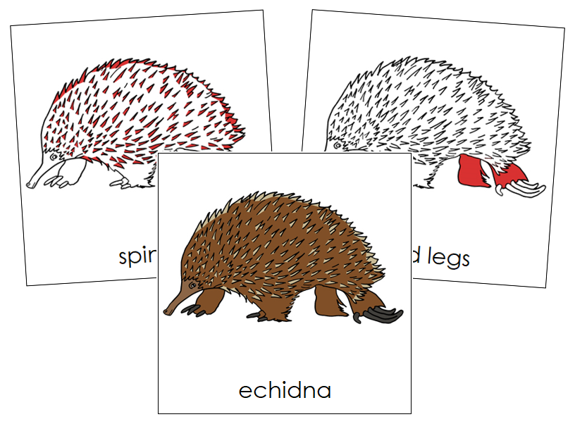 Echidna Nomenclature Cards (red) - Montessori Print Shop