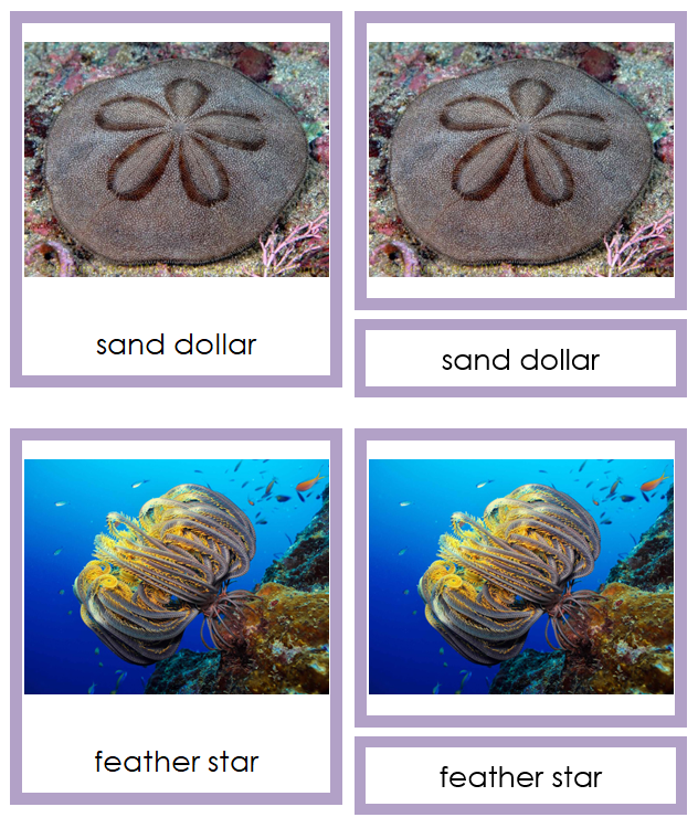 8 types of Echinodermata (Animal Kingdom) - Montessori Print Shop