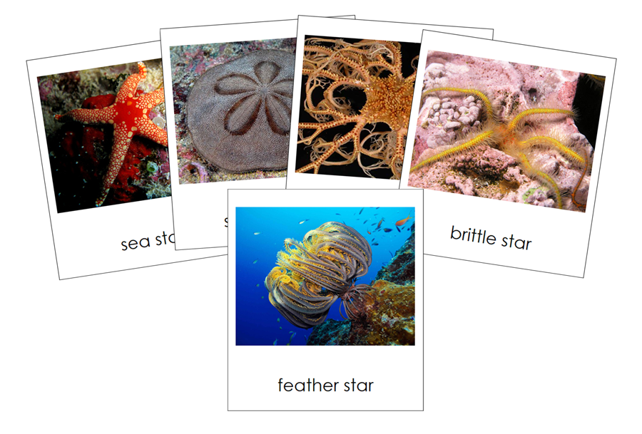 Types of Echinodermata 3-Part Cards (Animal Kingdom) - Montessori Print Shop Digital Download