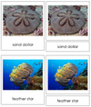 8 types of Echinodermata (Animal Kingdom) - Montessori Print Shop